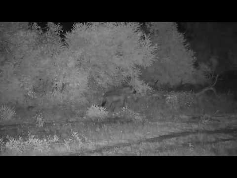 Djuma: Lone Hyena passes through - 21:14 - 01/14/2020