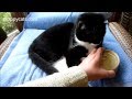 Tuxedo Cat Boots Tries Nature S Logic Duck And Salmon Fare Cat Food ねこ ラグドール Floppycat