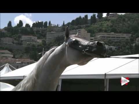 N.134 HARIRY AL SHAQAB - Menton 2015 - Stallions 4 to 7 years old (Class 9)