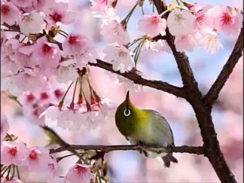 Primavera video
