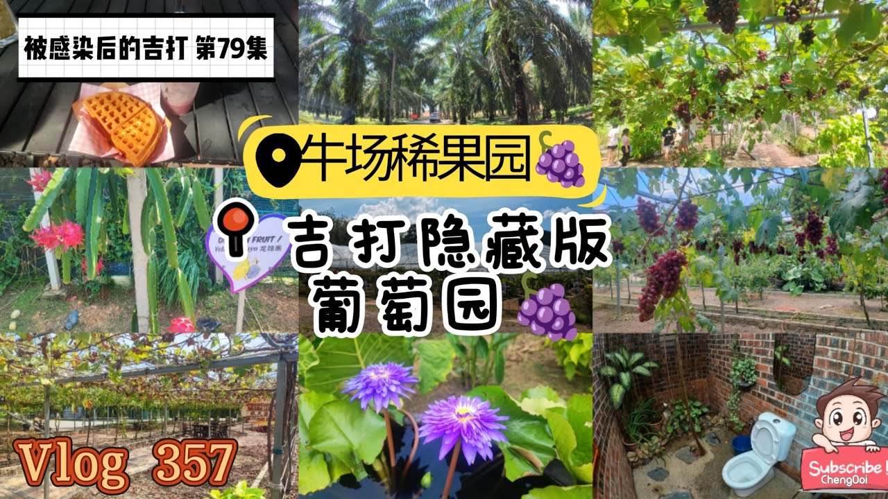 【Vlog358】被感染后的吉打 第 79集 : 隐藏版葡萄园『牛场稀果园』🍇