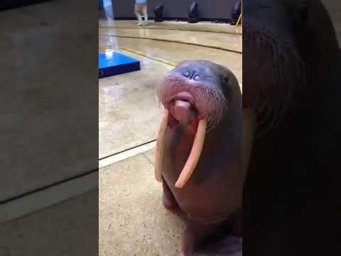 Apparently Walruses Can Whistle, And It's Weird As Heck