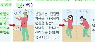 [초등과학 6-2 무료강의] 4. 우리 몸의 구조와 기능 ⑥ 우리 몸은 자극에 어떻게 반응할까요?