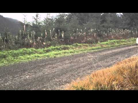 Luca Hoelbling Fiat Punto S2000 Haffren SS4