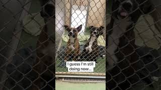 Video preview image #1 Boxer-Bull Terrier Mix Puppy For Sale in Huntley, IL, USA