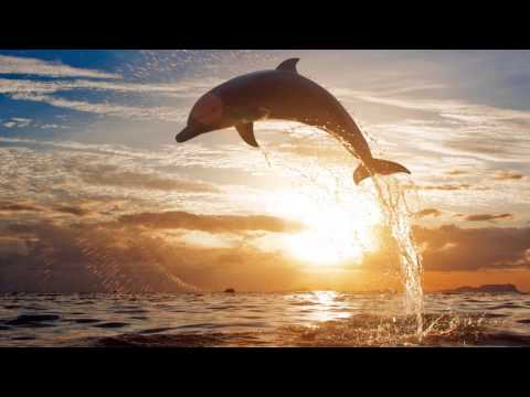 RICHARD CLAYDERMAN- EL DELFIN AZUL EN HD