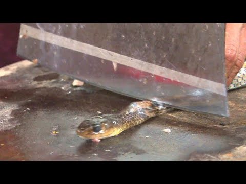 Schlangenwurst und Gallenwein als Delikatessen in Vietnam