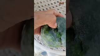 How to open watermelon using flick or pitik challenge