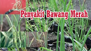 Tutorial Tani Menanam BAWANG MERAH DI POLYBAG Pencegahan Penyakit    PART  5