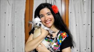 Come On, Let's Go (Ritchie Valens Tribute by Sayaka Alessandra)