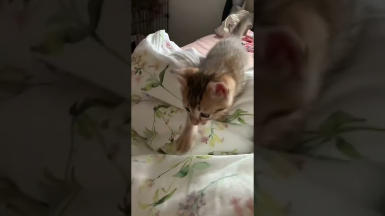 子猫がやってきた