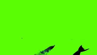 Download lagu dolphin jumping green screen mp3