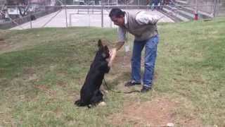 preview picture of video 'Entrenamiento canino Medellin. Jhonatan Gaviria Profesional Certificado por la Policia Nacional.'