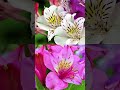 Bright Flower For The Garden And Pots Blooms All Summer To September