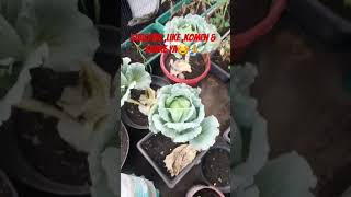 Download lagu Sayur kol/kubis ☺️ #subscribe #kebunataprumah #gardening #fypシ゚viral #kebunrumah #garden #sayuran mp3