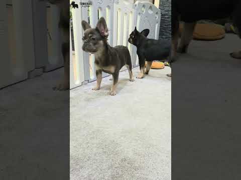 Video 5