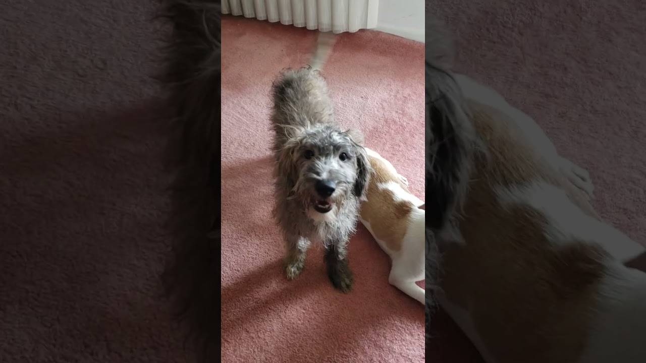 Enlarge Milo, a Adoptable mixed breed in Detroit, MI video 2/2