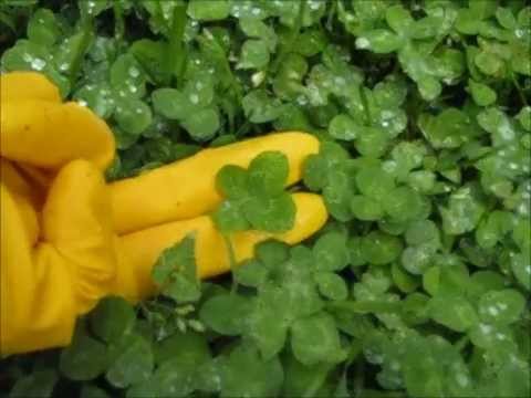 Five-Leaf Clover Patches In Grand Rapids, MI 2012: May 5-June 2