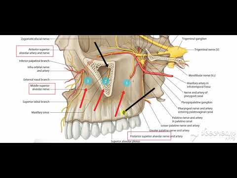 Maxillary nerve branches 3