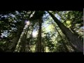 Deep Forest - Freedom Cry