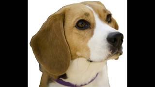 Presentation by Owen Cartledge to Council March 26th 2019