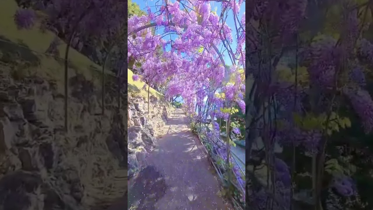 YouTube Short thumbnail