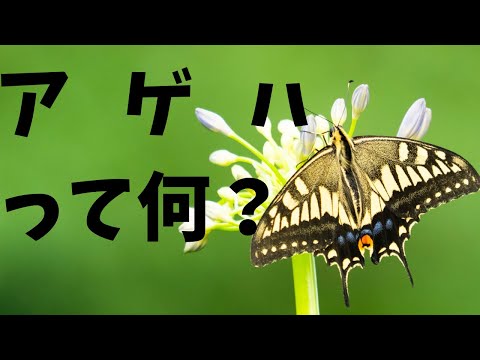 コリアス・フィコモネ