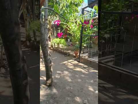 SE VENDE PEQUEÑA FINCA DE ARBOLES FRUTALES DIVERSOS,GALLINERO EN CIUDAD ARCE LA LIBERTAD TEL78102535