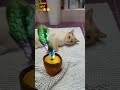 Funny Cat WhatsApp Status Shorts Cat Whatsappstatus
