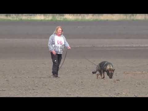 LG- FCI- Qualifikation LG 02  Berlin Brandenburg