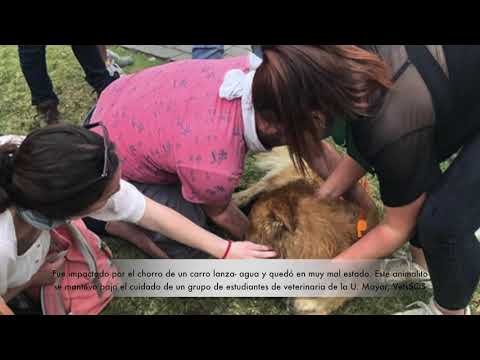 El Rucio Capucha: un perro manifestante