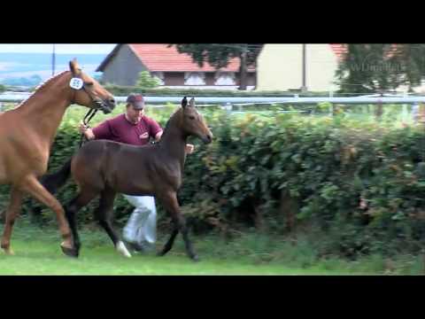 Stutfohlen v. Decurio - Eklat - Ostermond   a. d. Diva