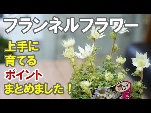 フランネルブッシュ 植物