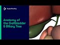 Anatomy of the Gallbladder and Biliary Tree
