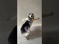 Viral Husky Dance Instagram Viralvideo Viralshorts Trending Instareels Huskydog Husky Love