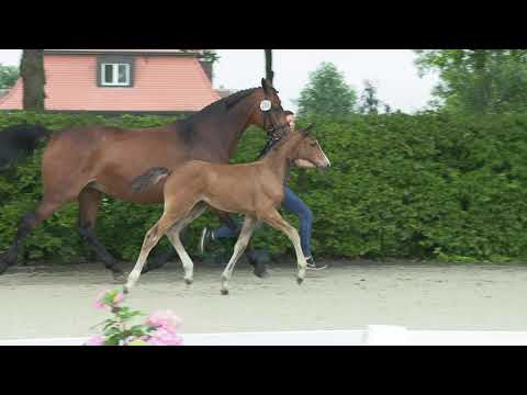 Stf v Baloutaire PS x Clintord I x Landfrieden 2021