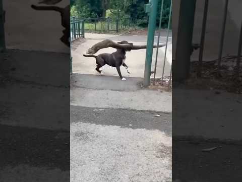 Die DÜMMSTEN Dinge von Hunden 🤬🤦‍♂️