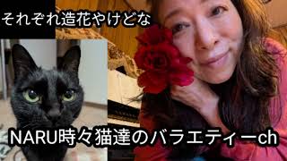 ギター弾き語り　ドライフラワー💐