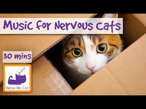 Music for Nervous Cats! Relax your Nervous or Stressed Cat with Soothing Music