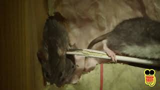 NORWAY RAT: A TRULY NOLEN PEST GUIDE