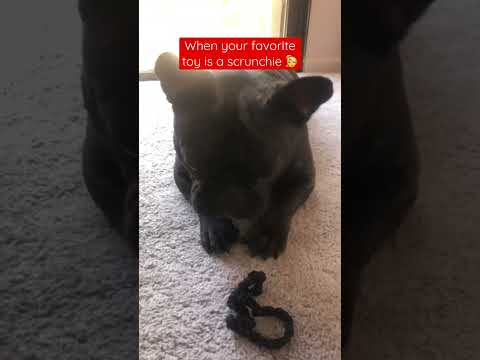 Scrunchie love&hearts;️👱&zwj;♀️🐾#scrunchies #shorts #frenchbulldog #doglover #doghumor #funnydogvideos