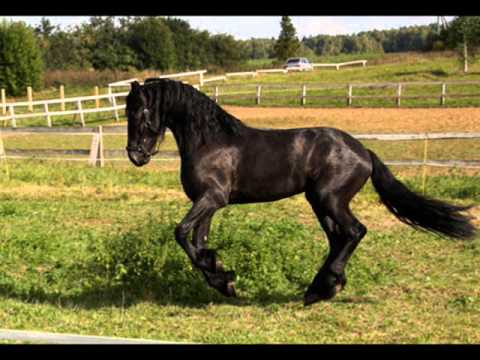 COCO STEEL AND  LOVEBOMB  YACHTS