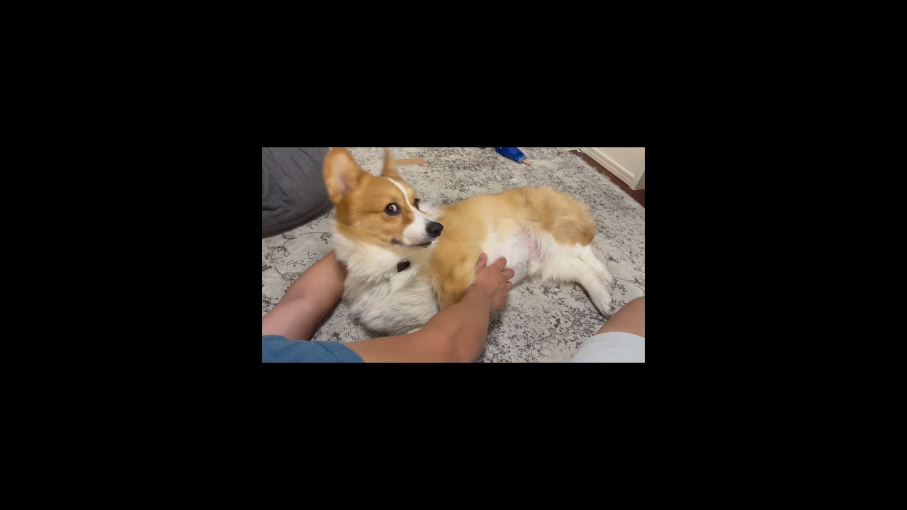 パパに撫でられているのに「パパ帰ってきた」に反応する犬 #corgコーギー