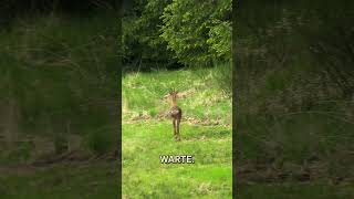 Die Jagd auf den Maibock in der Eifel 🌋 Teil 1 von  ⁨@huntingtommes4713⁩