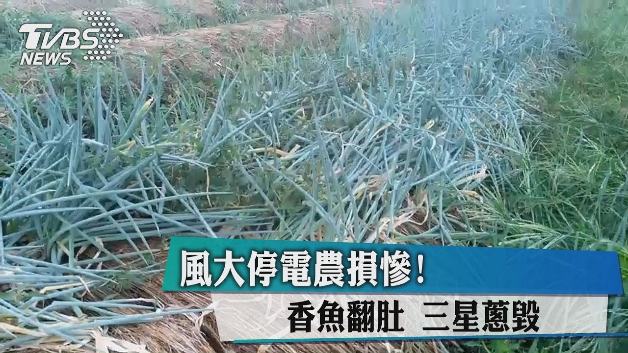 風大停電農損慘! 香魚翻肚、三星蔥毀