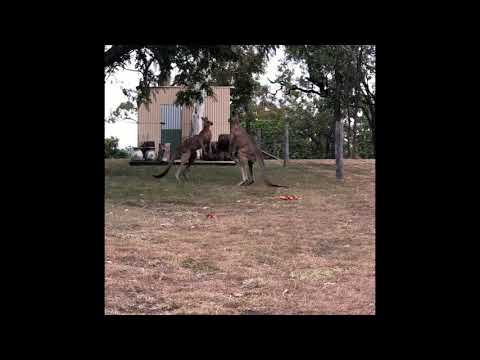 The Fight 375 and 374