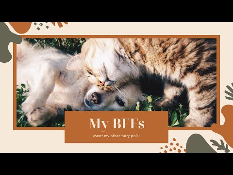 Cat video, Little kittens with Alma Zarza - Tutu tutututu tutututu [tiktok song]