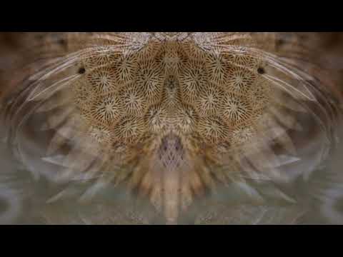 Tallulah Rendall - The Heart Sutra - (Artwork by Oliver Barnett)