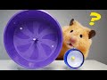 I Bought the SMALLEST Wheel for My Hamster