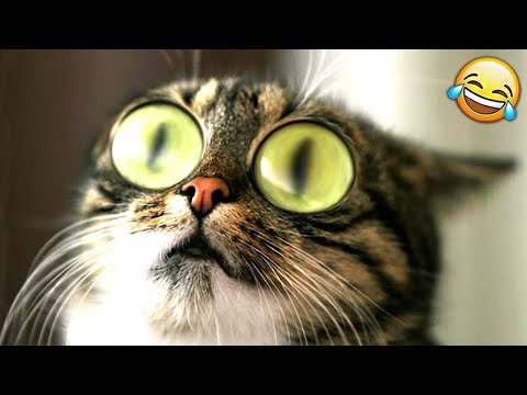 Funny Animal Videos 🐱 Funny Angry Cats Compilation 2022 #5